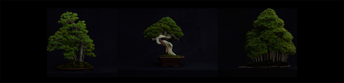 SAKAIBONSAI